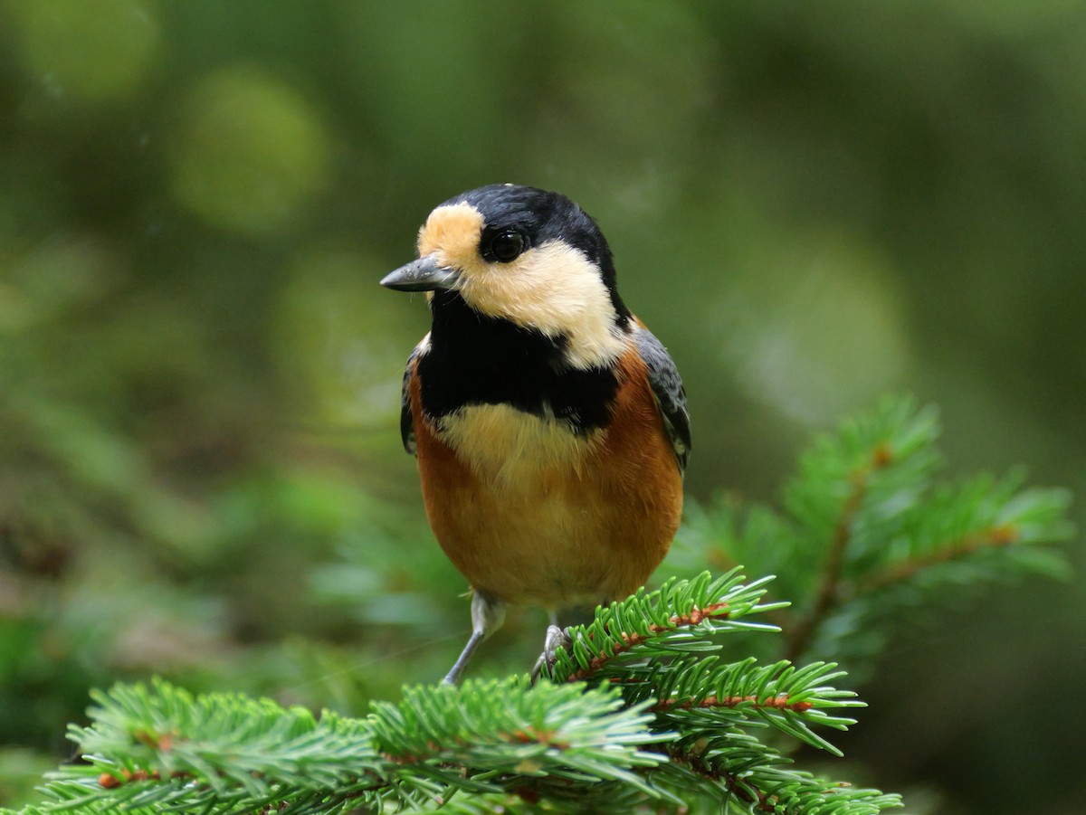 Varied Tit - ML642045183