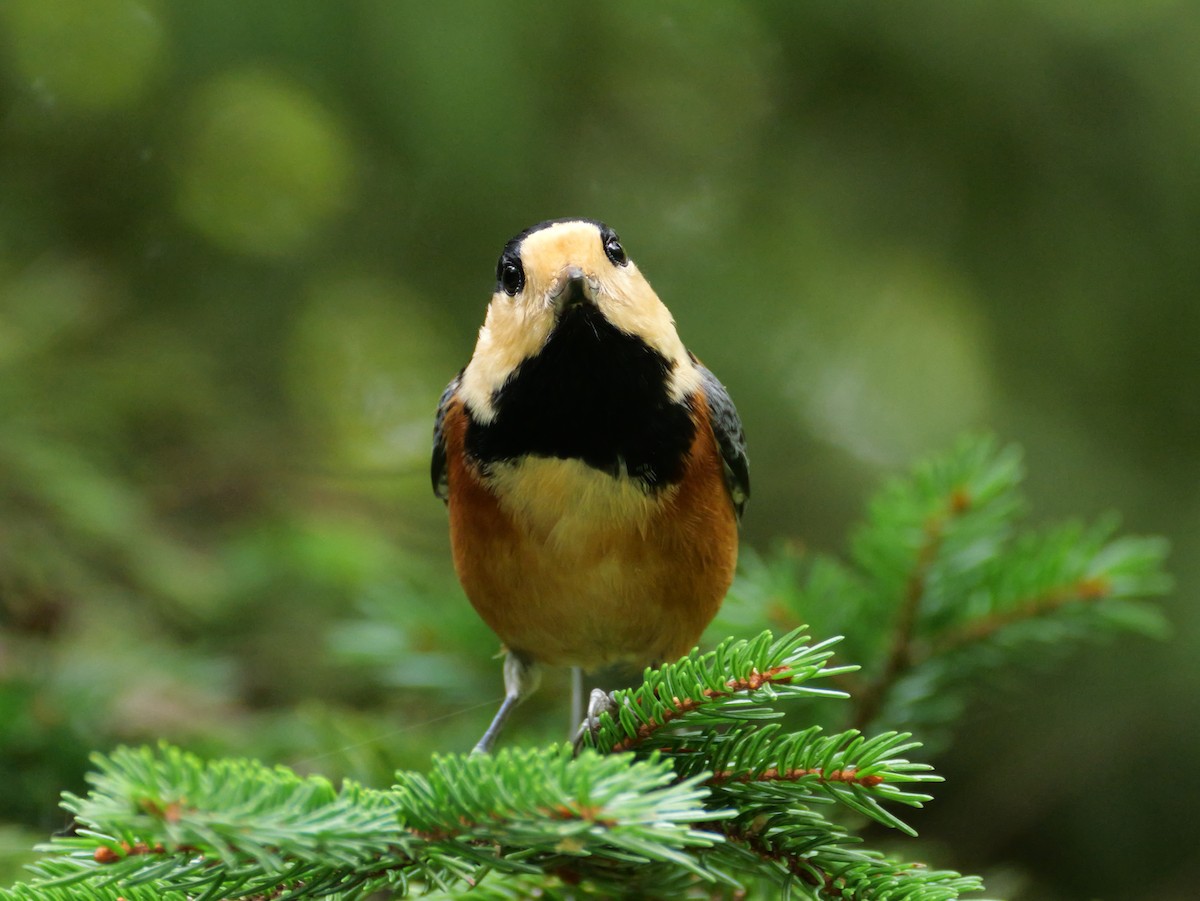 Varied Tit - ML642045184