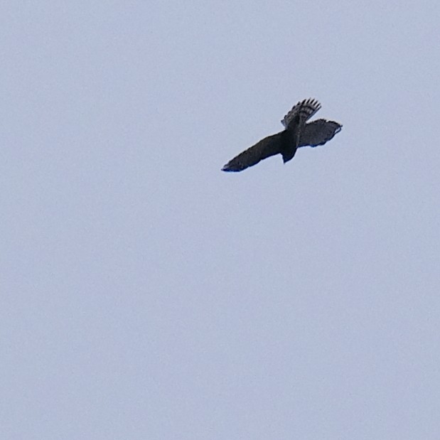 Chinese Sparrowhawk - ML642045185