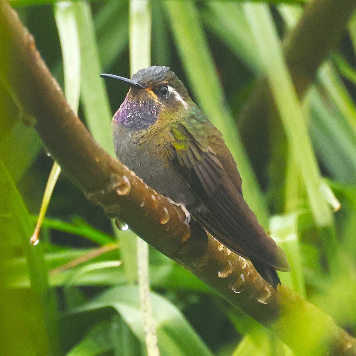 Amethyst-throated Mountain-gem (Amethyst-throated) - ML642045200