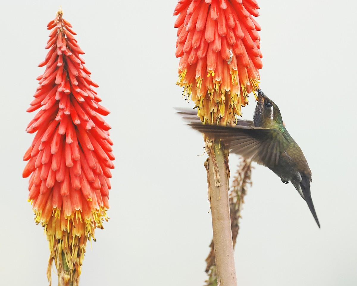 Amethyst-throated Mountain-gem (Amethyst-throated) - ML642045201