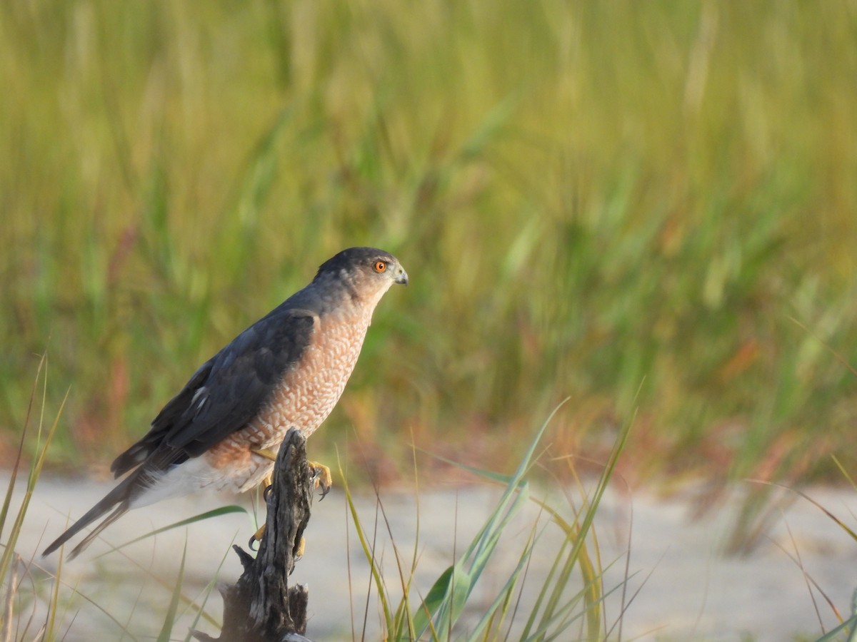 Cooper's Hawk - ML642045202
