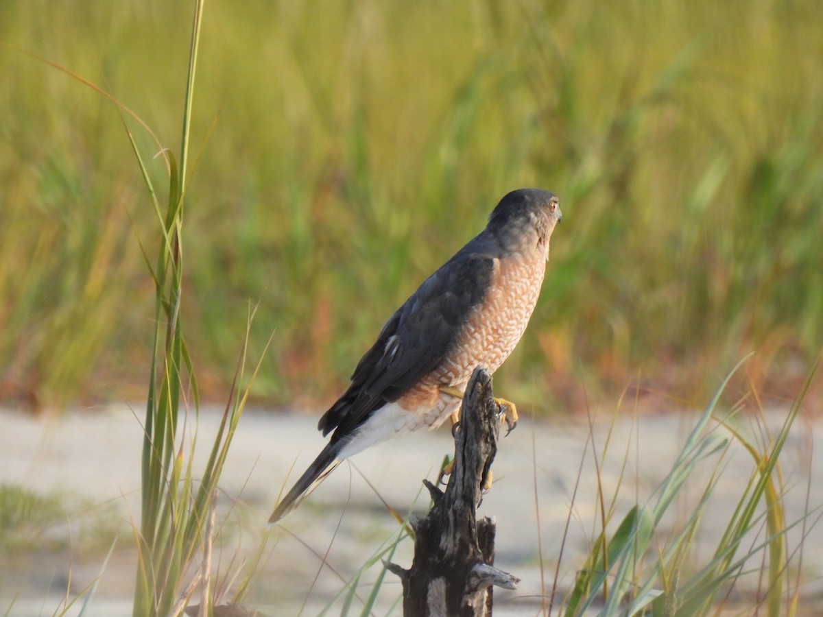 Cooper's Hawk - ML642045203