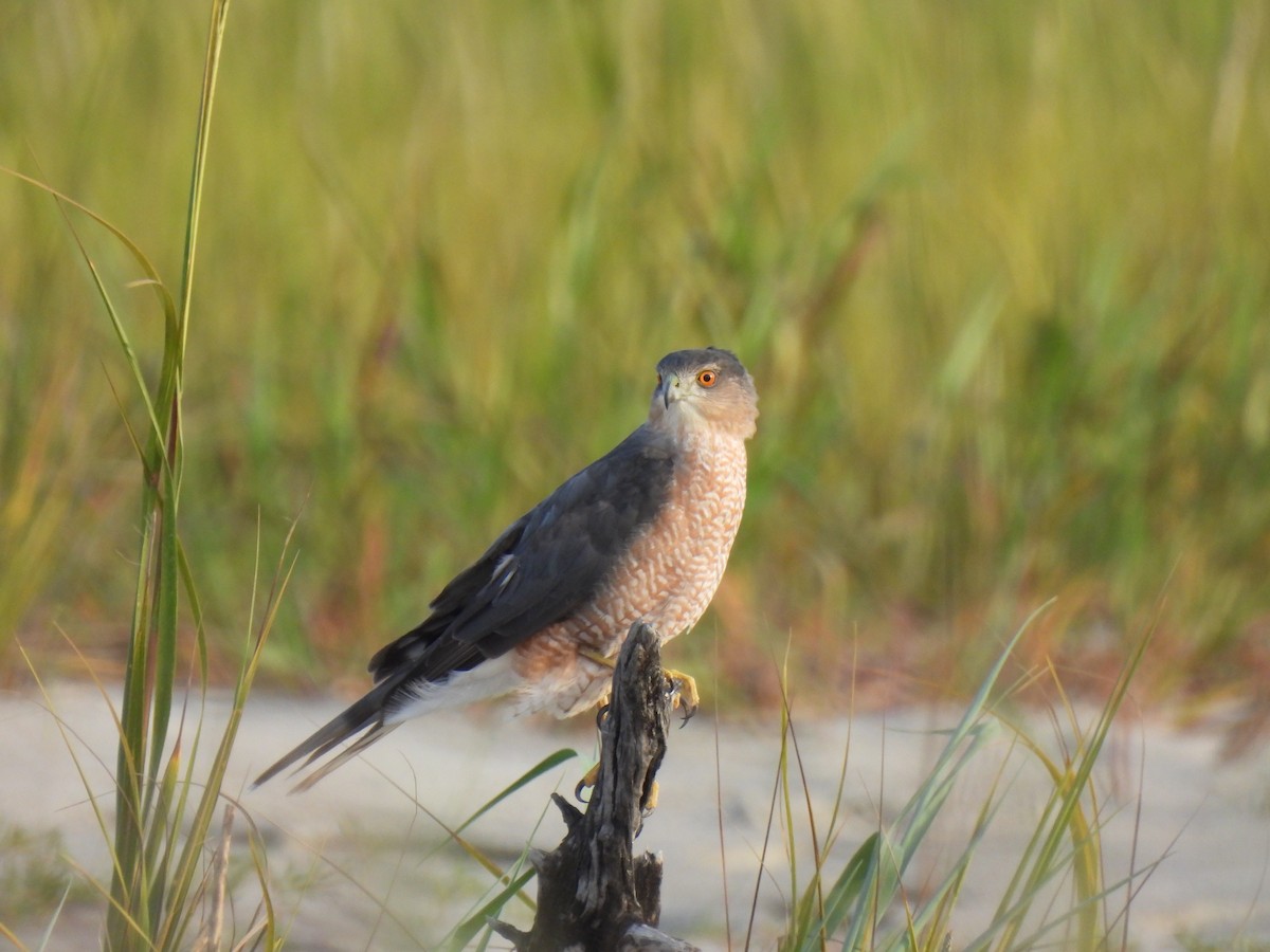 Cooper's Hawk - ML642045204