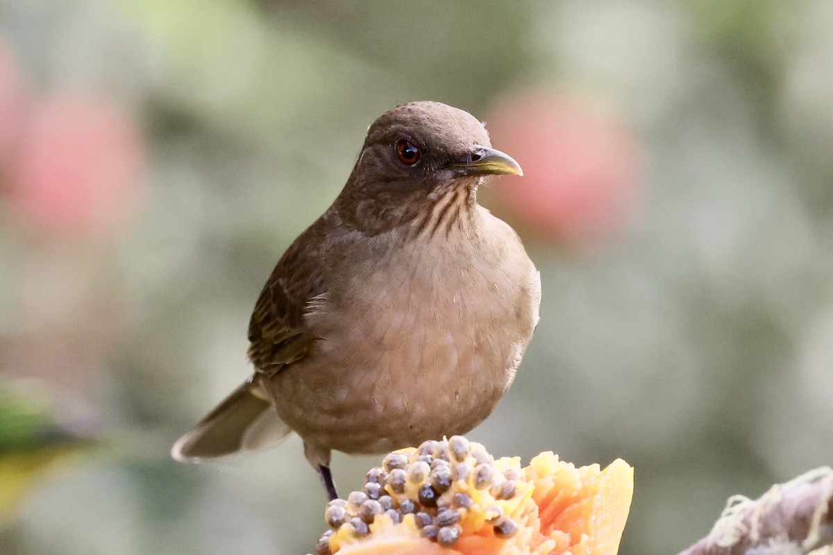 Clay-colored Thrush - ML642045205