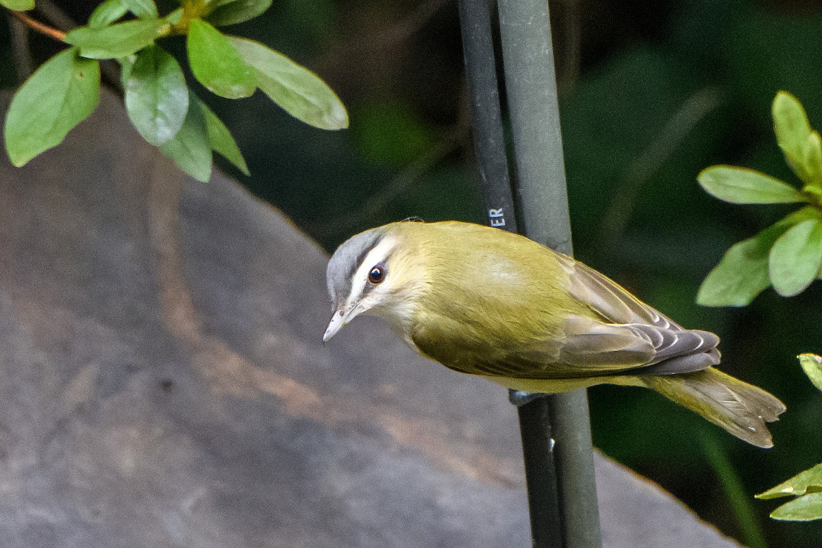 Red-eyed Vireo - ML642045208