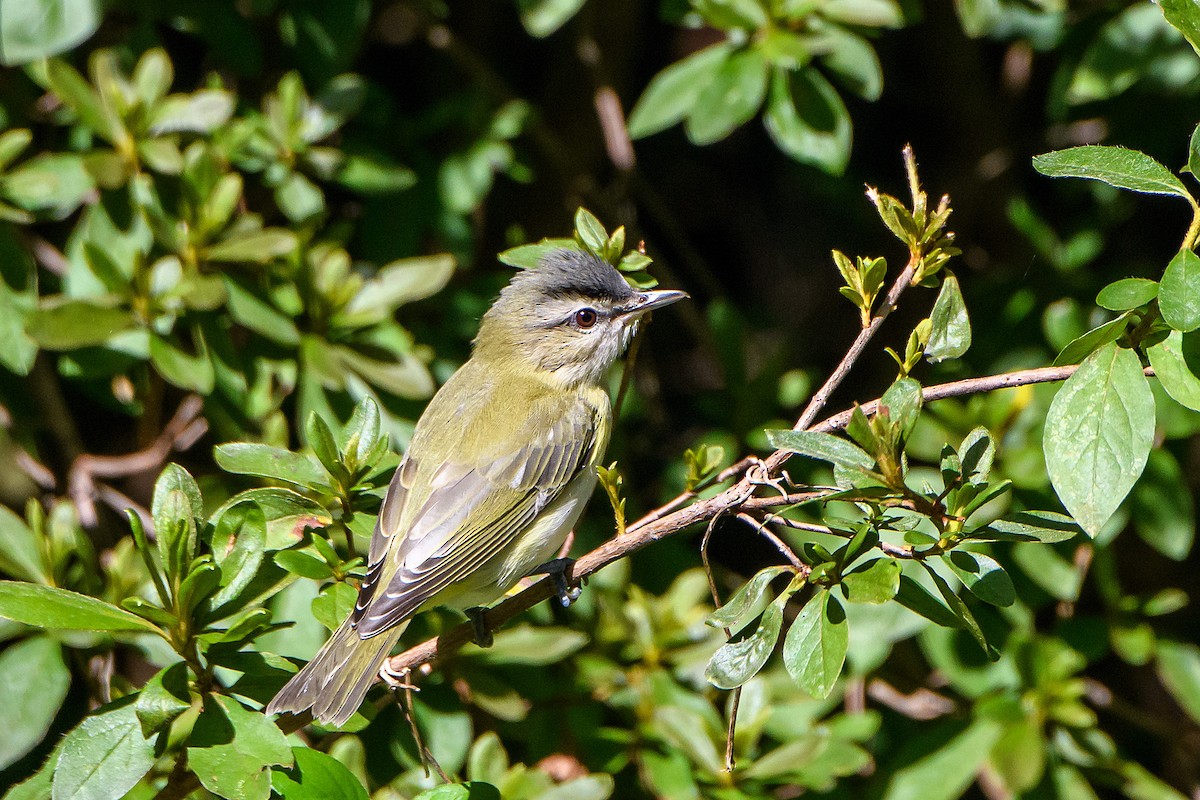 Red-eyed Vireo - ML642045209