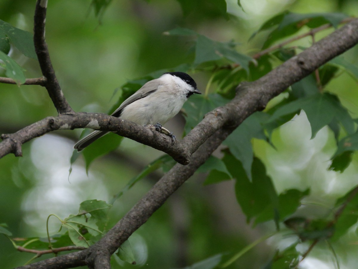 Marsh Tit - ML642045215