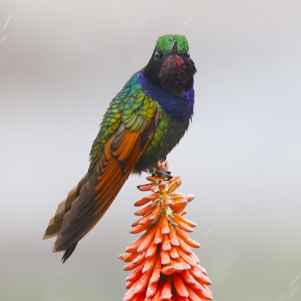 Garnet-throated Hummingbird - ML642045217