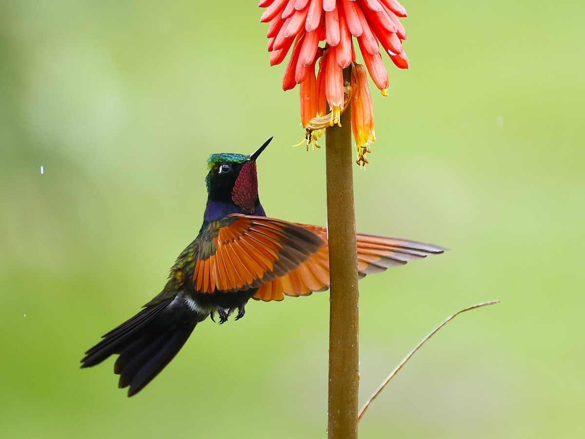 Garnet-throated Hummingbird - ML642045218