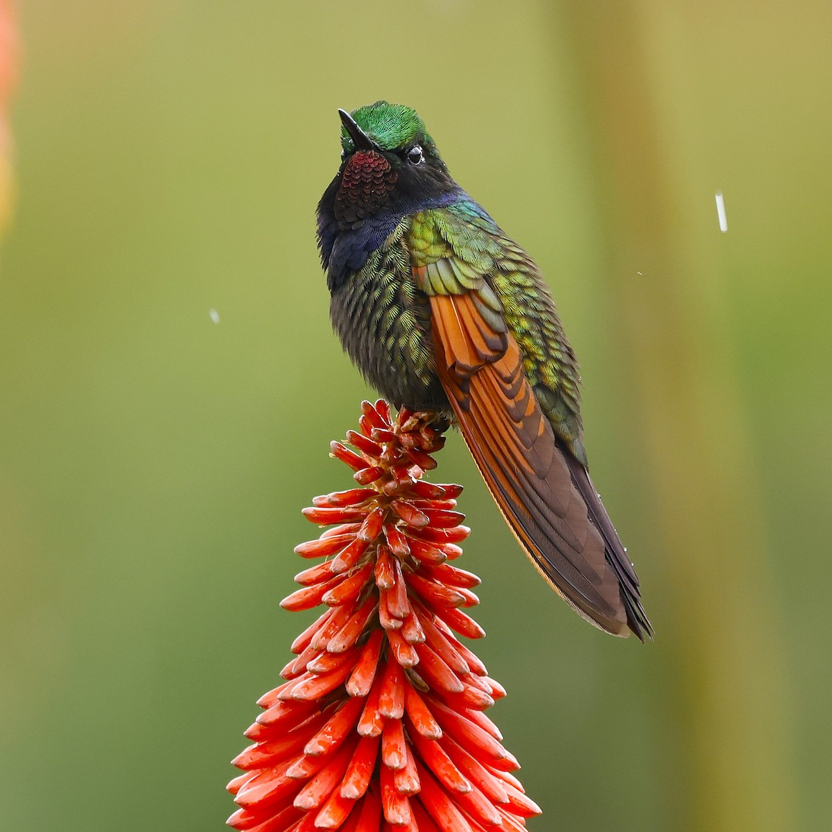 Garnet-throated Hummingbird - ML642045219