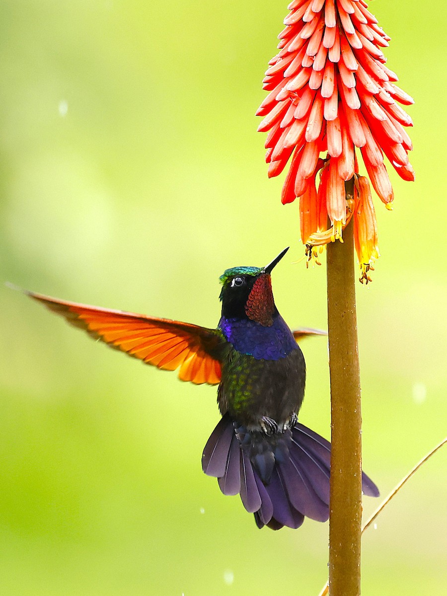 Garnet-throated Hummingbird - ML642045220