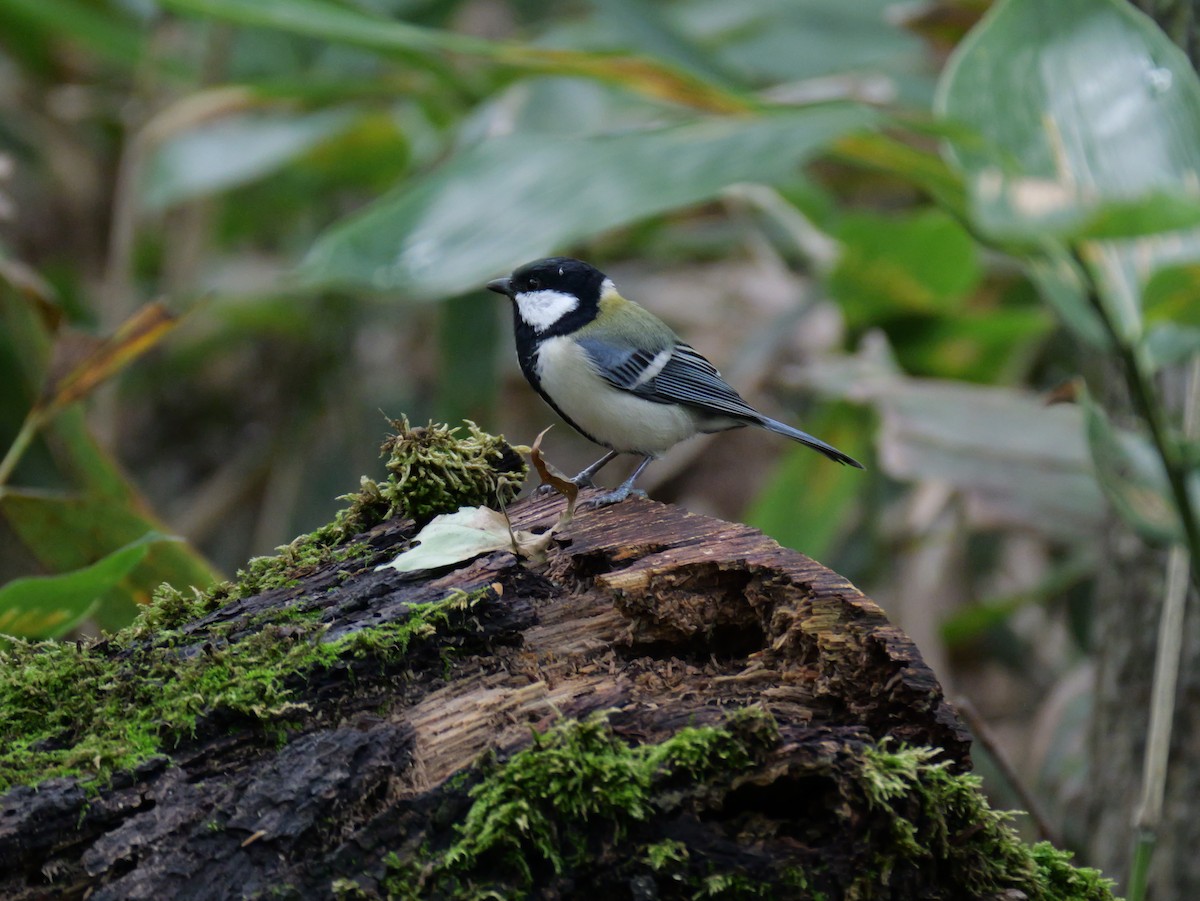 白頰山雀 - ML642045227