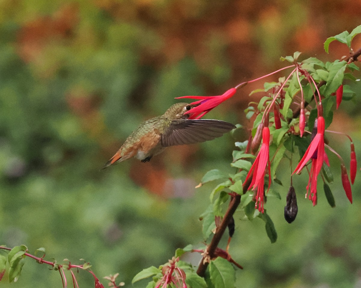 Rufous Hummingbird - ML642045230