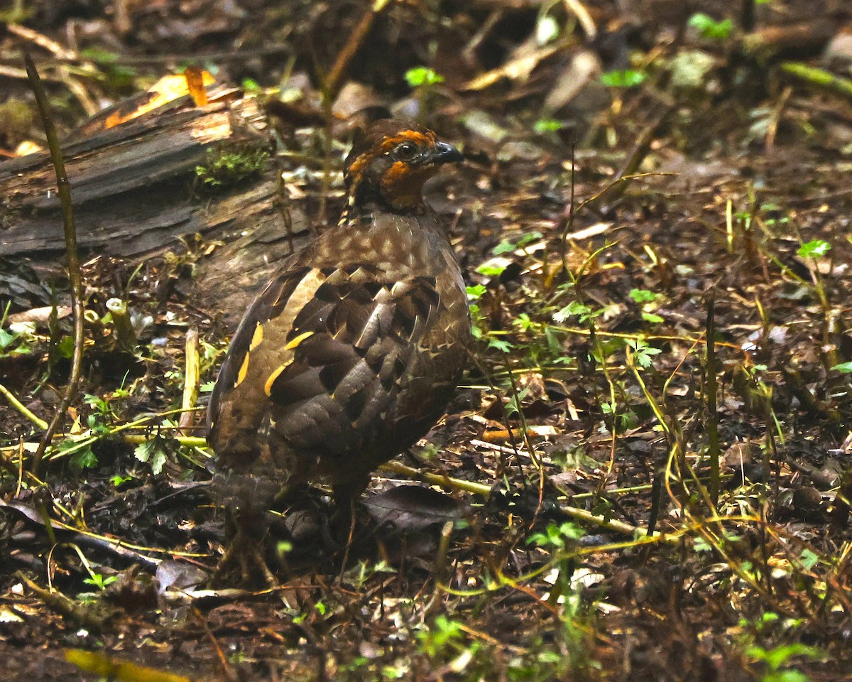 Singing Quail - ML642045236