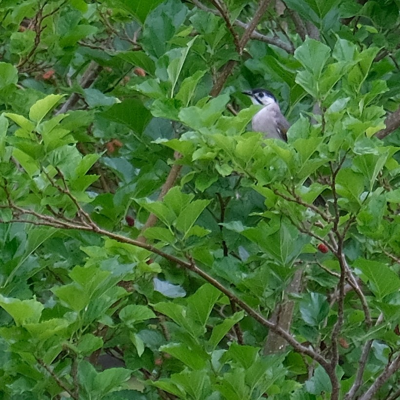 Styan's Bulbul - ML642045237