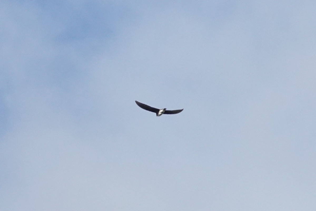 Purple Martin - ML642045239