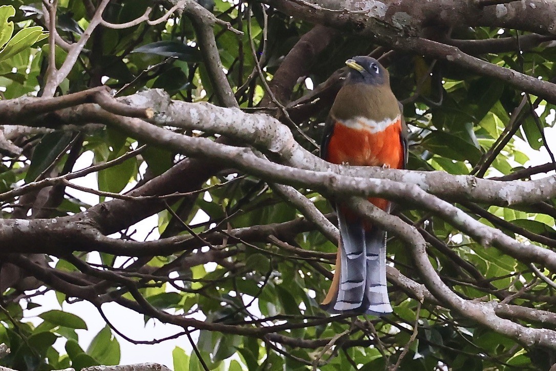 Collared Trogon - ML642045251
