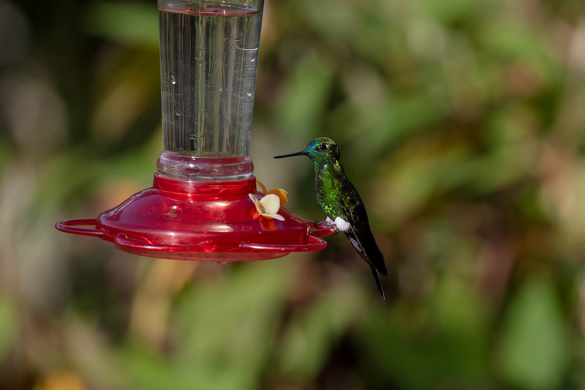 Sapphire-vented Puffleg - ML642045252