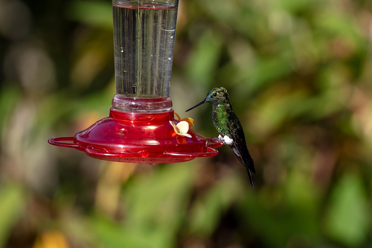 Sapphire-vented Puffleg - ML642045253