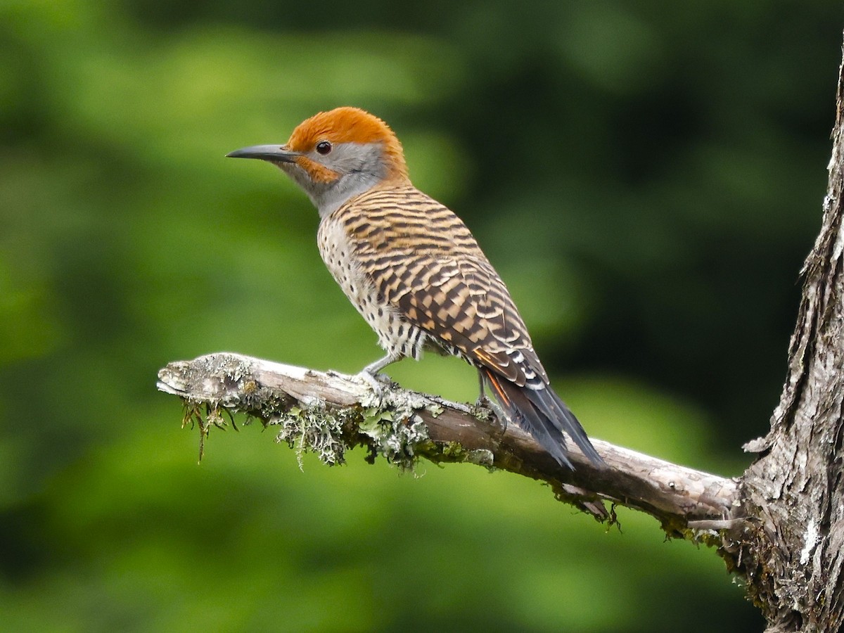 Guatemalan Flicker - ML642045254