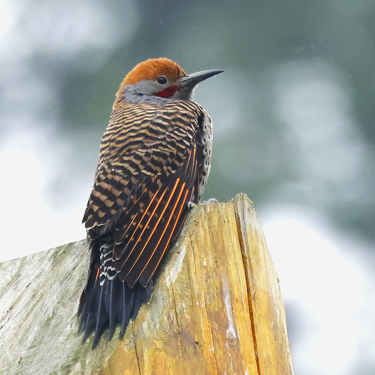 Guatemalan Flicker - ML642045255