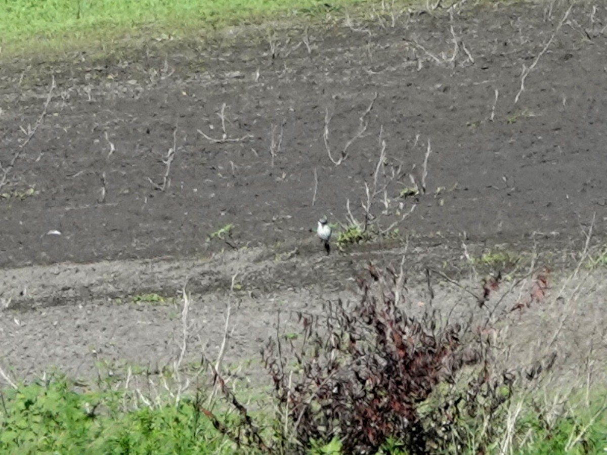 Loggerhead Shrike - ML642045263