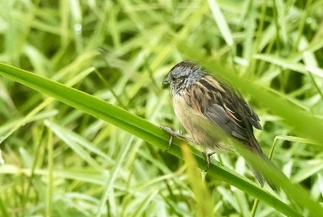 Swamp Sparrow - ML642045266