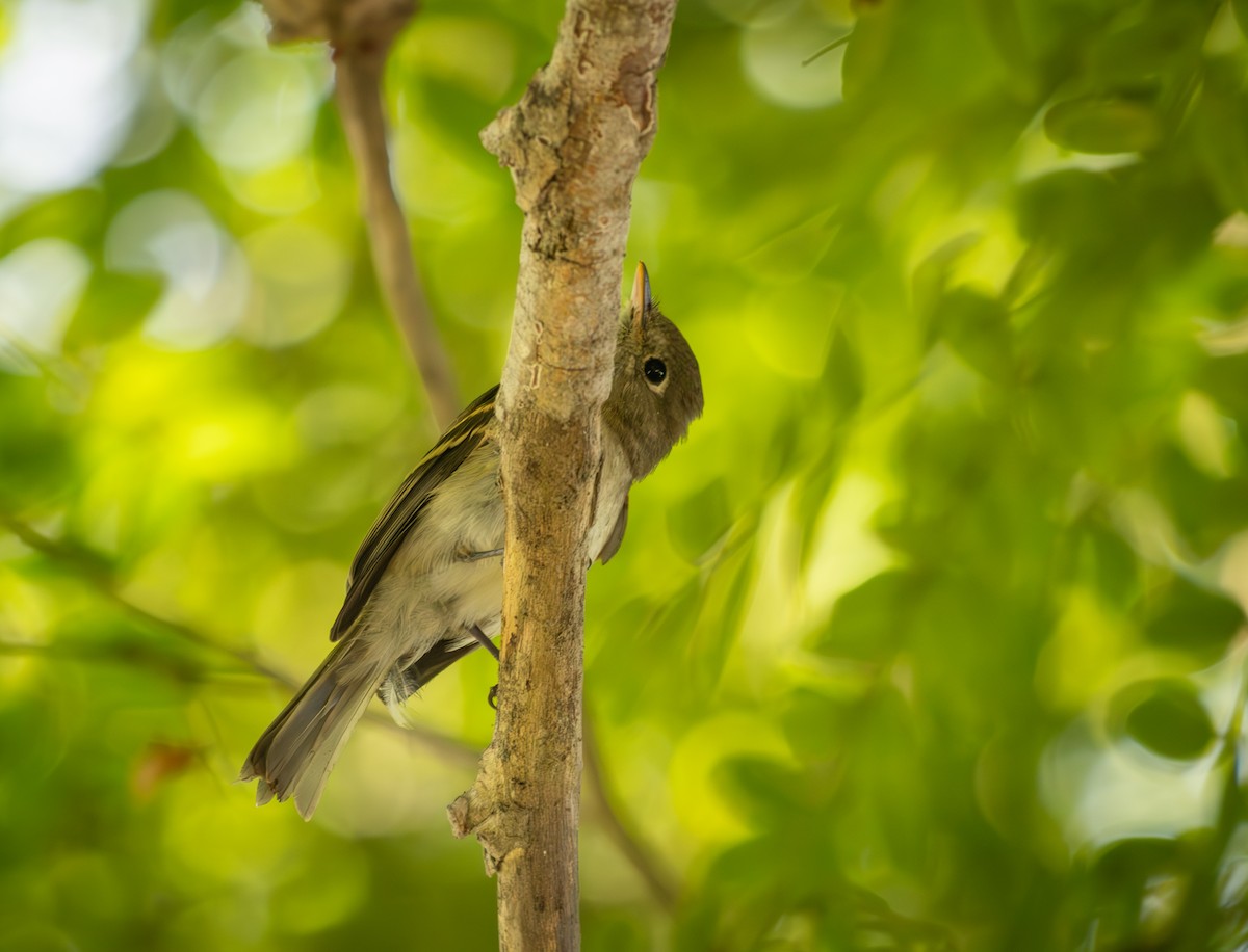 Western Flycatcher - ML642045269
