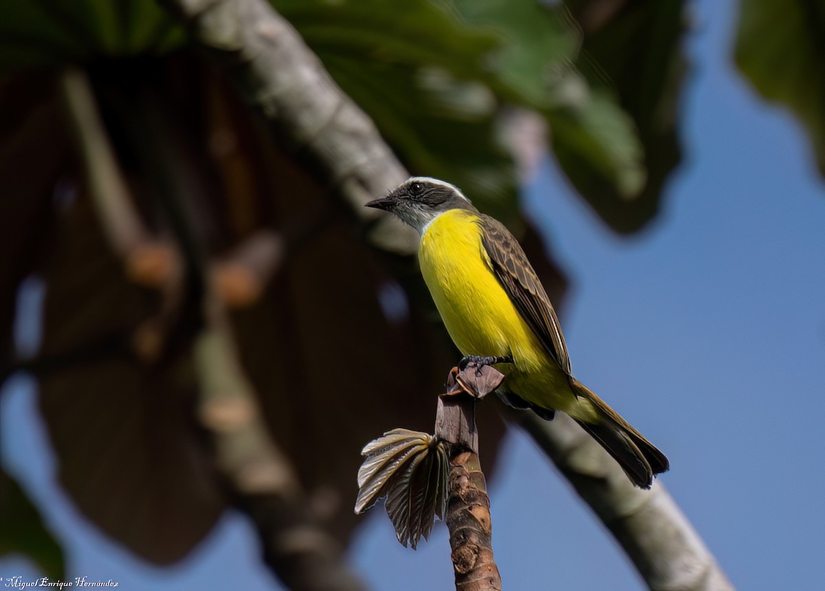 Social Flycatcher (Vermilion-crowned) - ML642045270