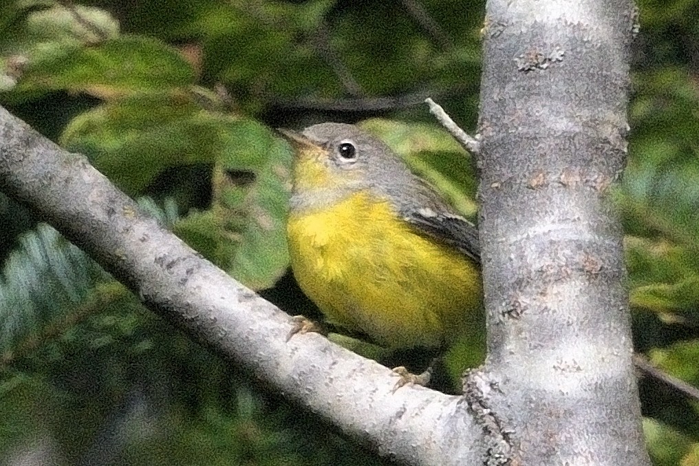 Magnolia Warbler - ML642045277
