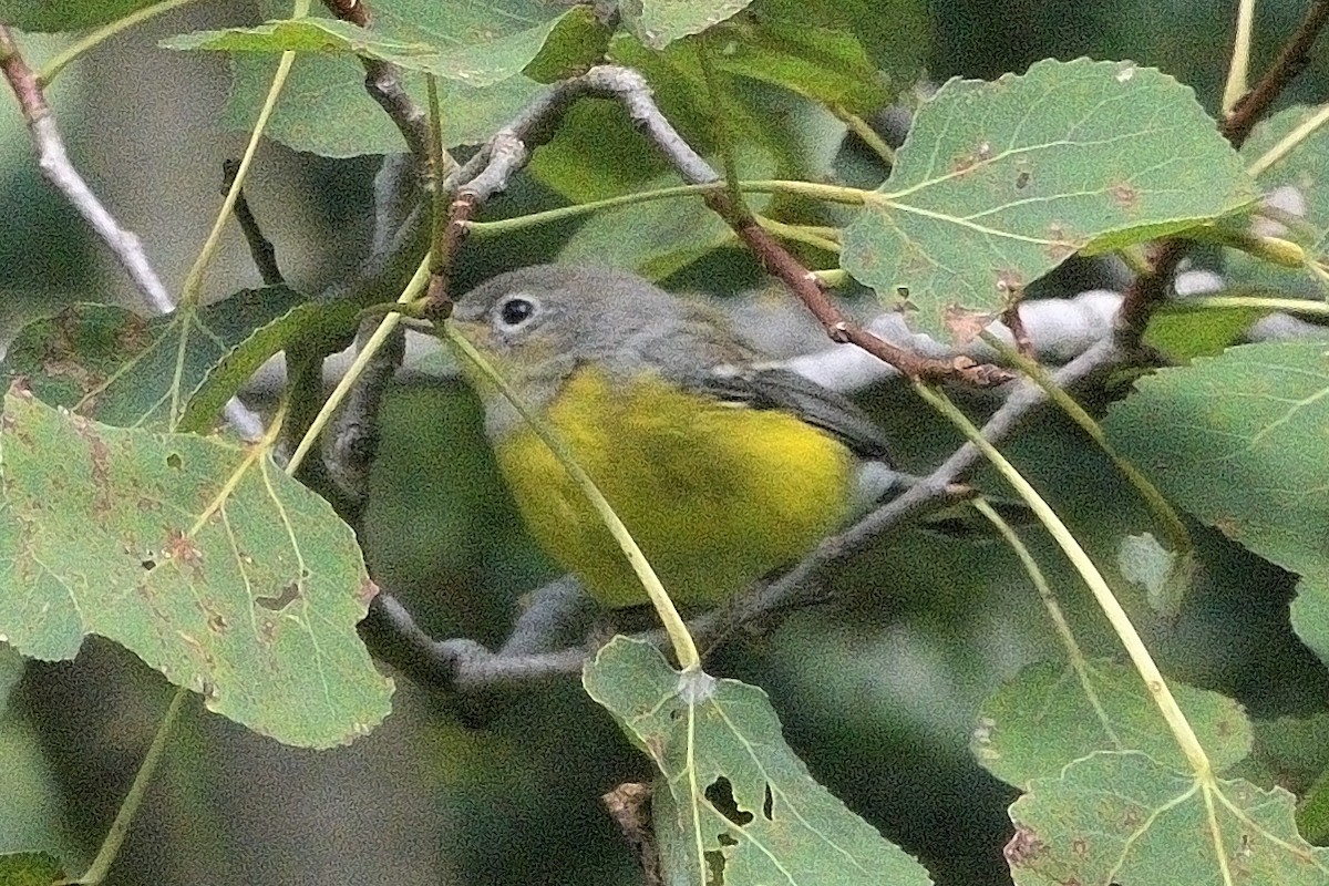 Magnolia Warbler - ML642045278