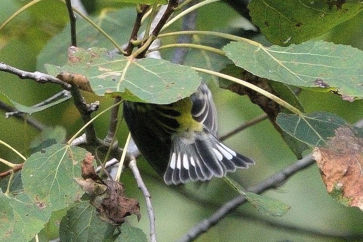 Magnolia Warbler - ML642045279