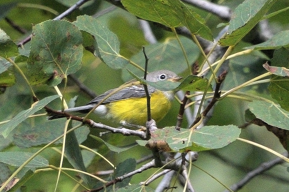 Magnolia Warbler - ML642045280