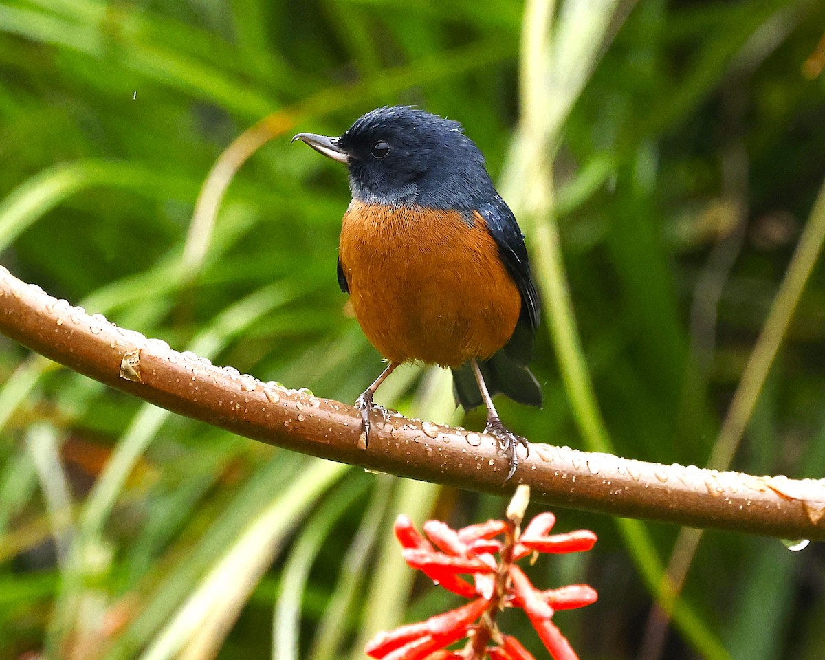 Cinnamon-bellied Flowerpiercer - ML642045290