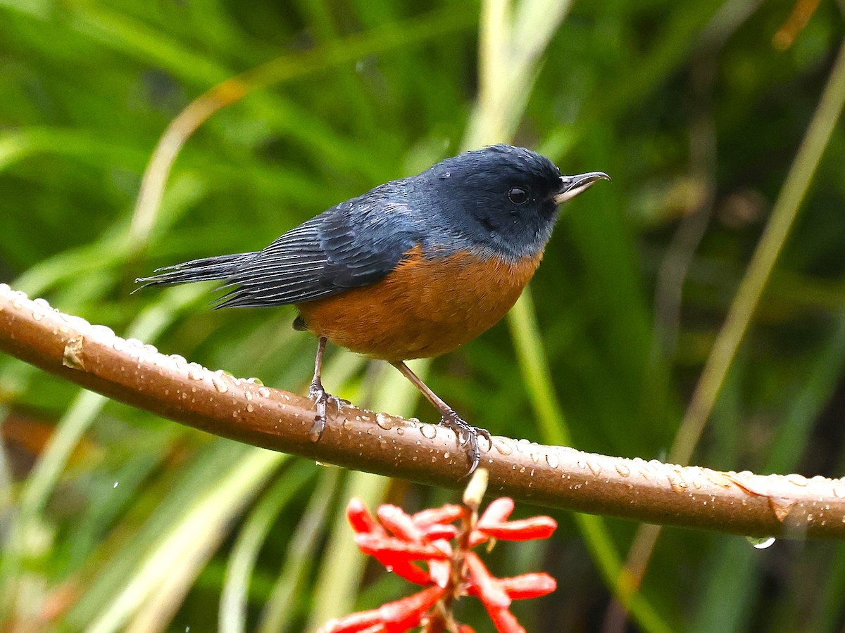 Cinnamon-bellied Flowerpiercer - ML642045291