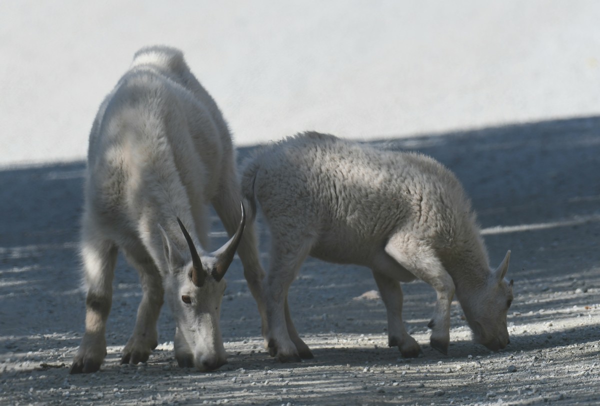 Capra delle nevi - ML642045297