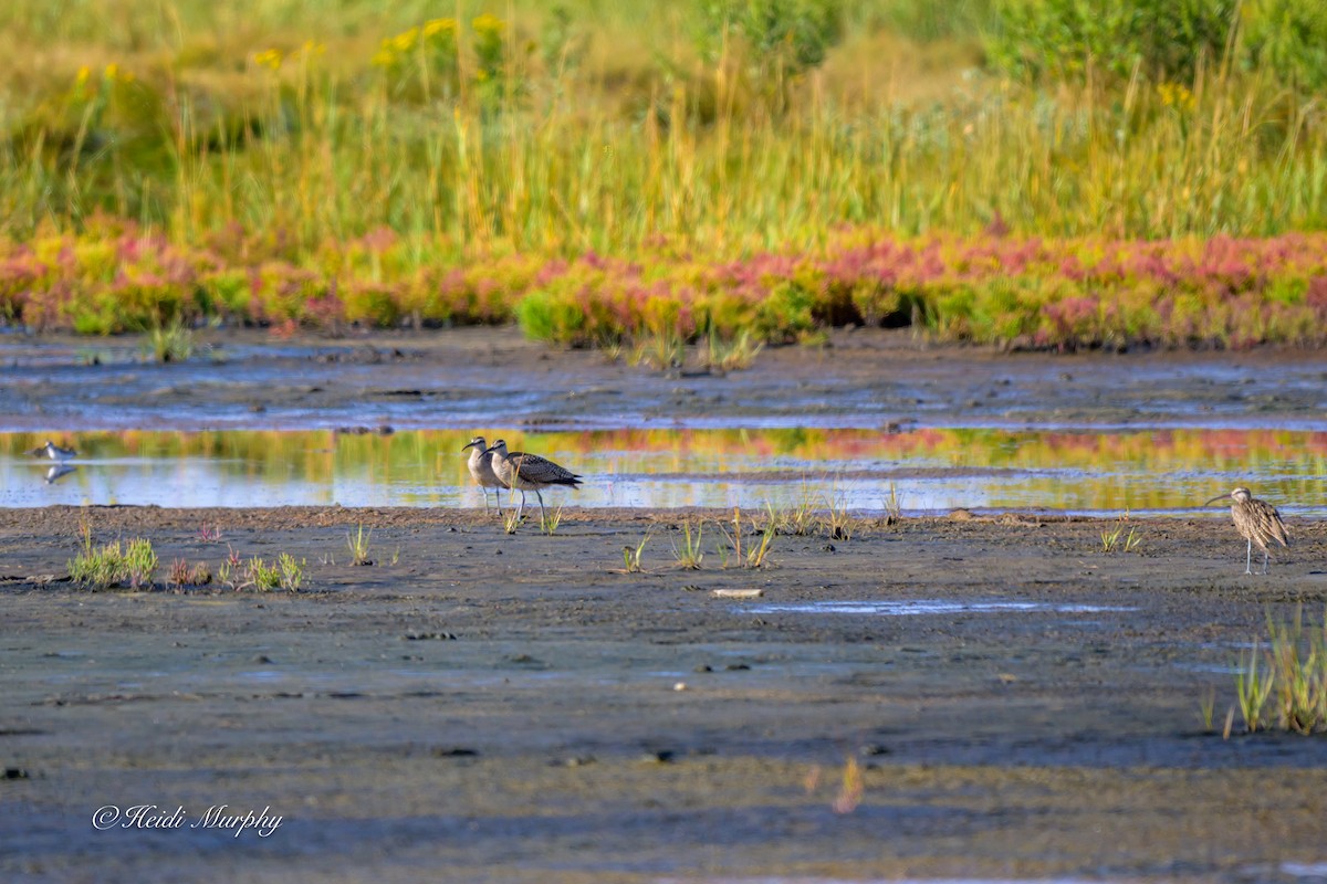 チュウシャクシギ - ML642045304