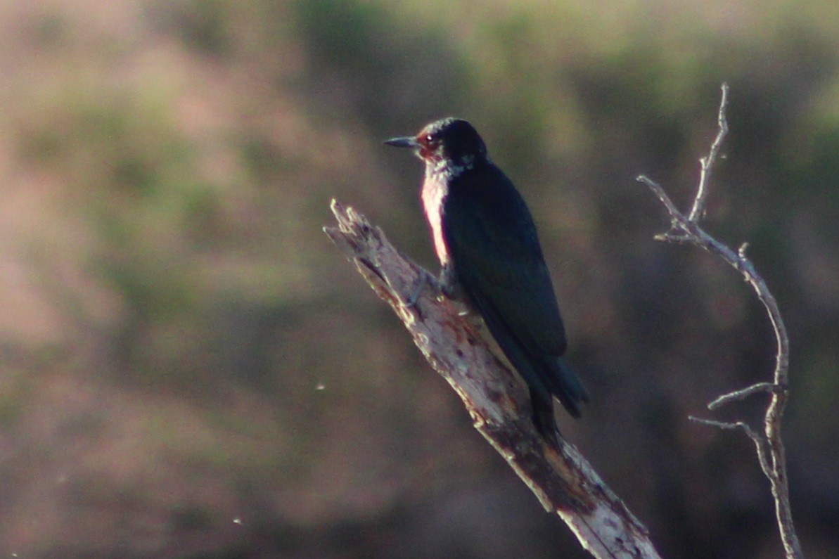 Lewis's Woodpecker - ML642045323