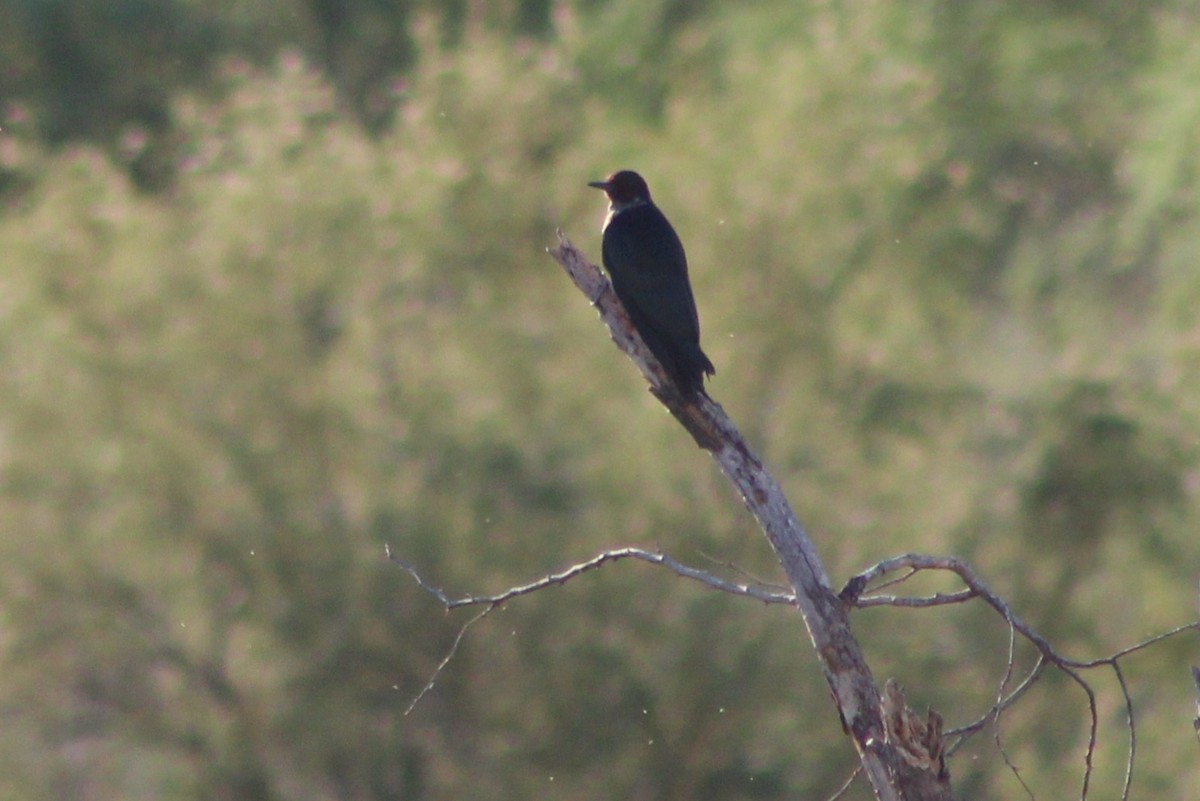Lewis's Woodpecker - ML642045324