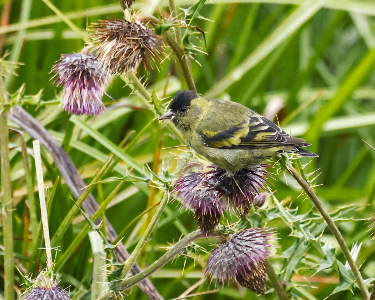Black-capped Siskin - ML642045325