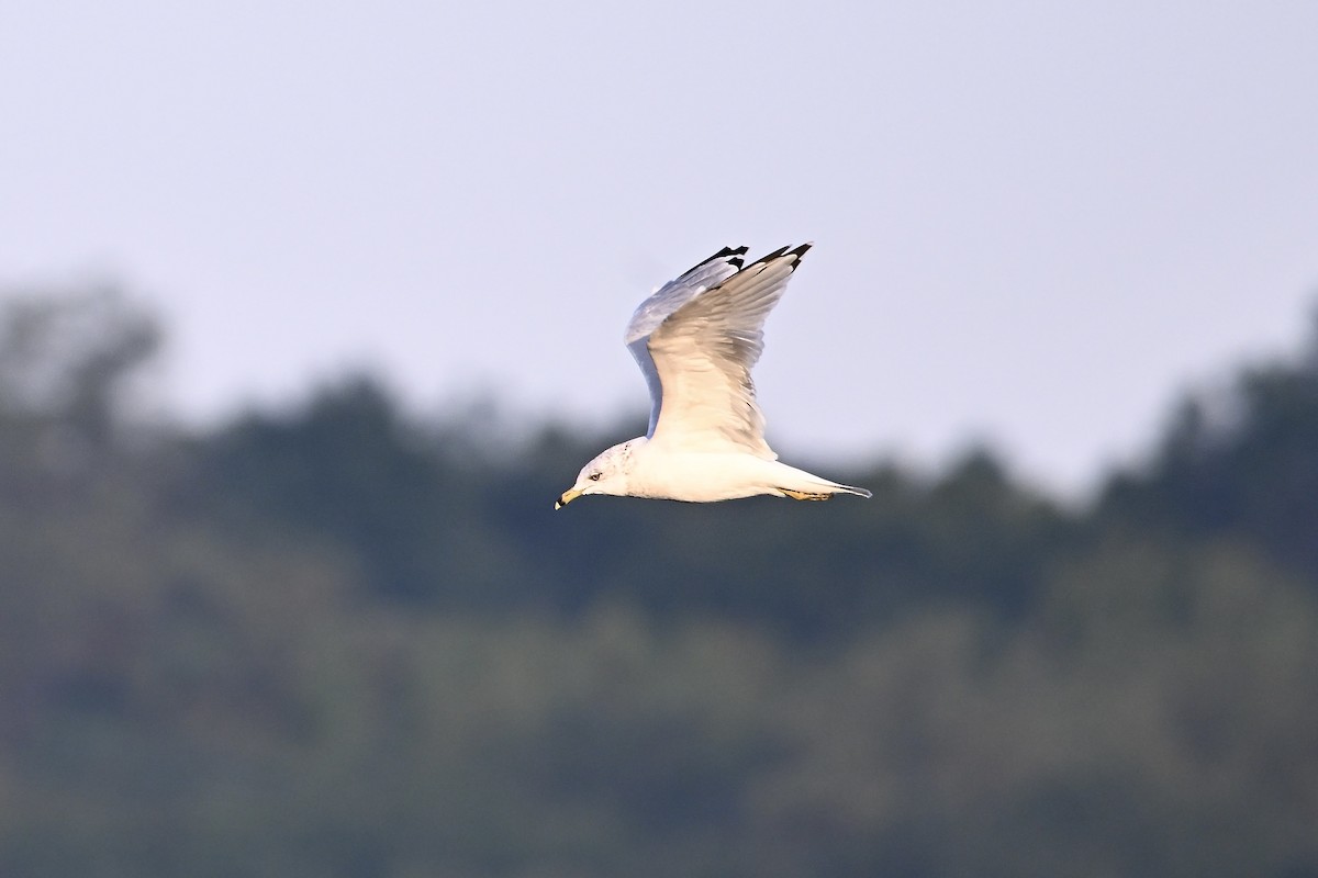 Ring-billed Gull - ML642045328