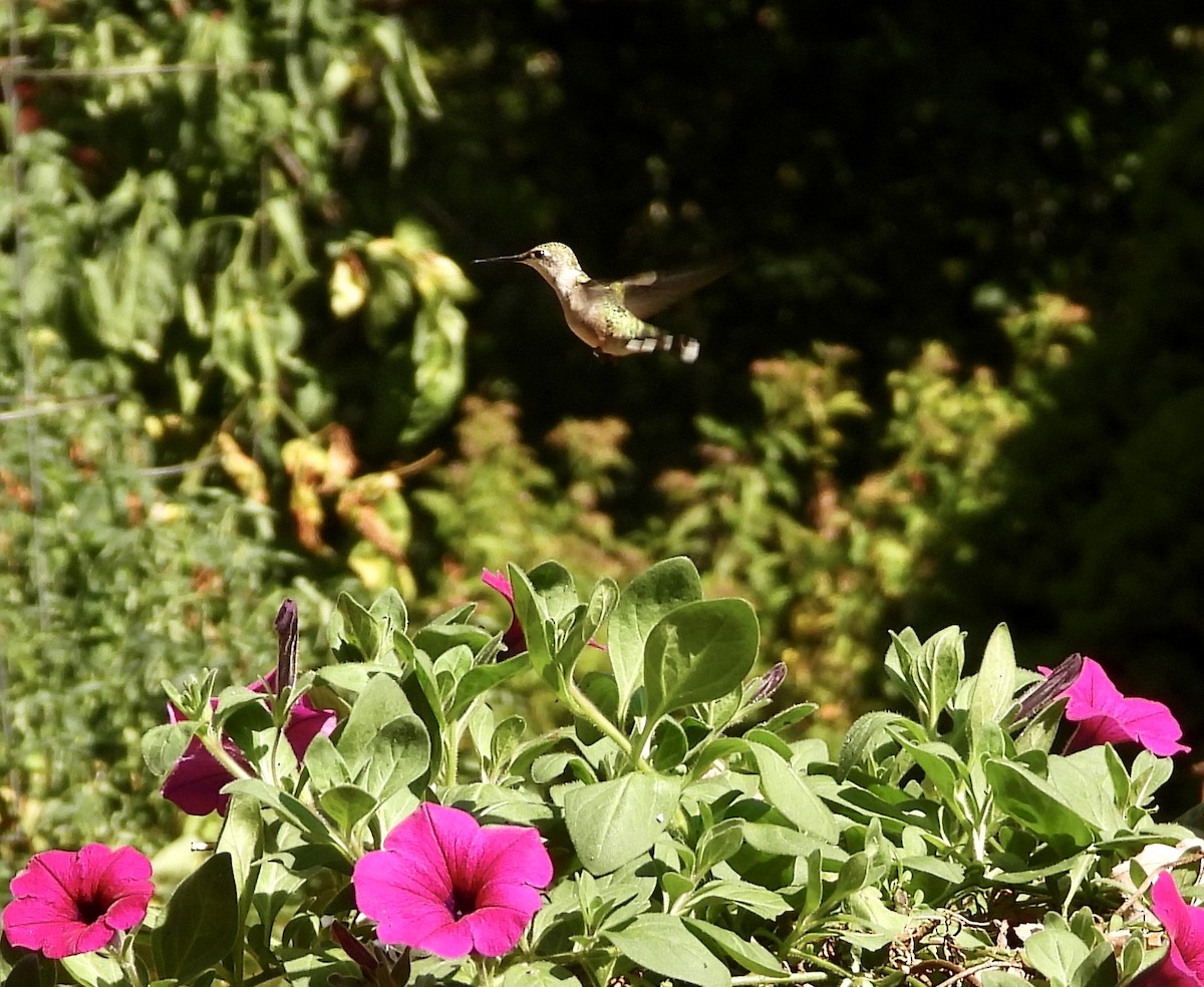Ruby-throated Hummingbird - ML642045330