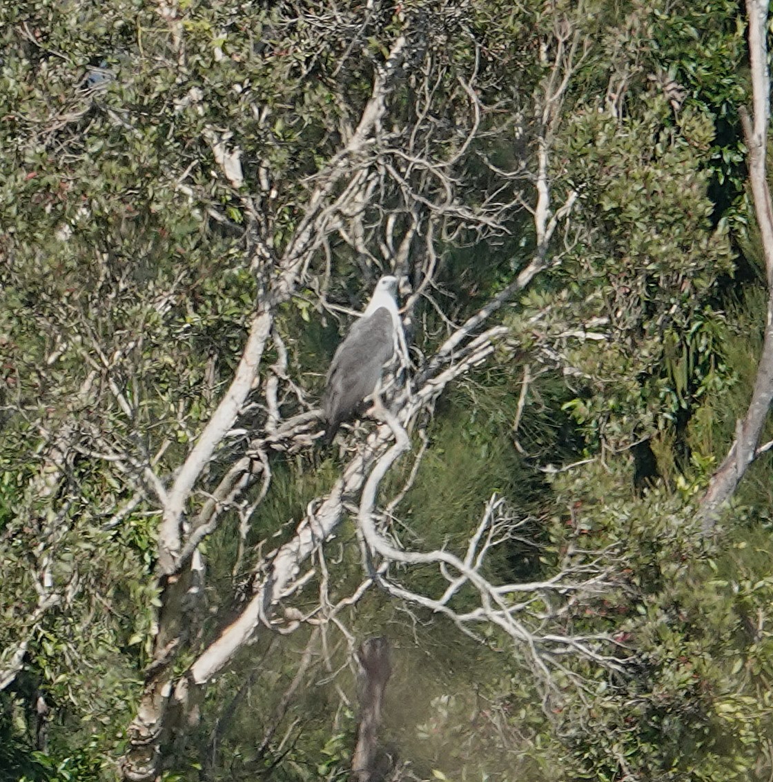 White-bellied Sea-Eagle - ML642045333