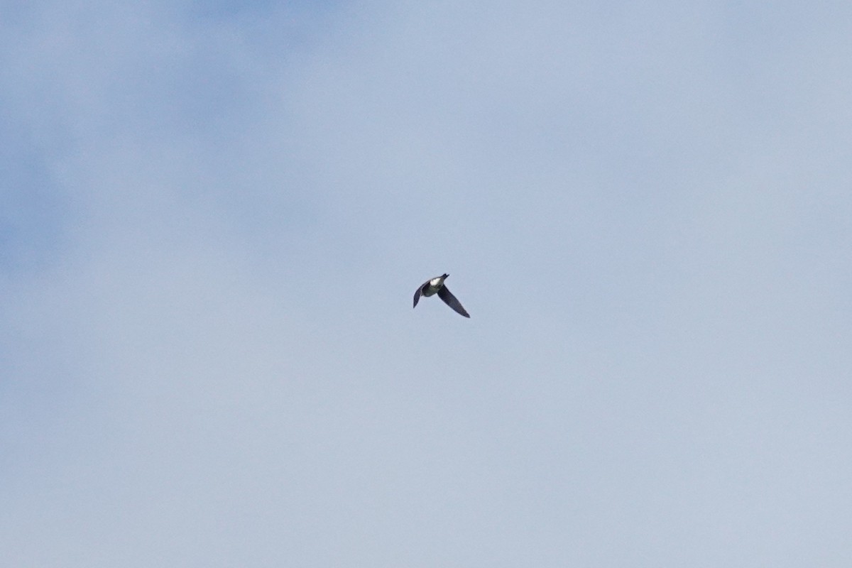 Purple Martin - ML642045337