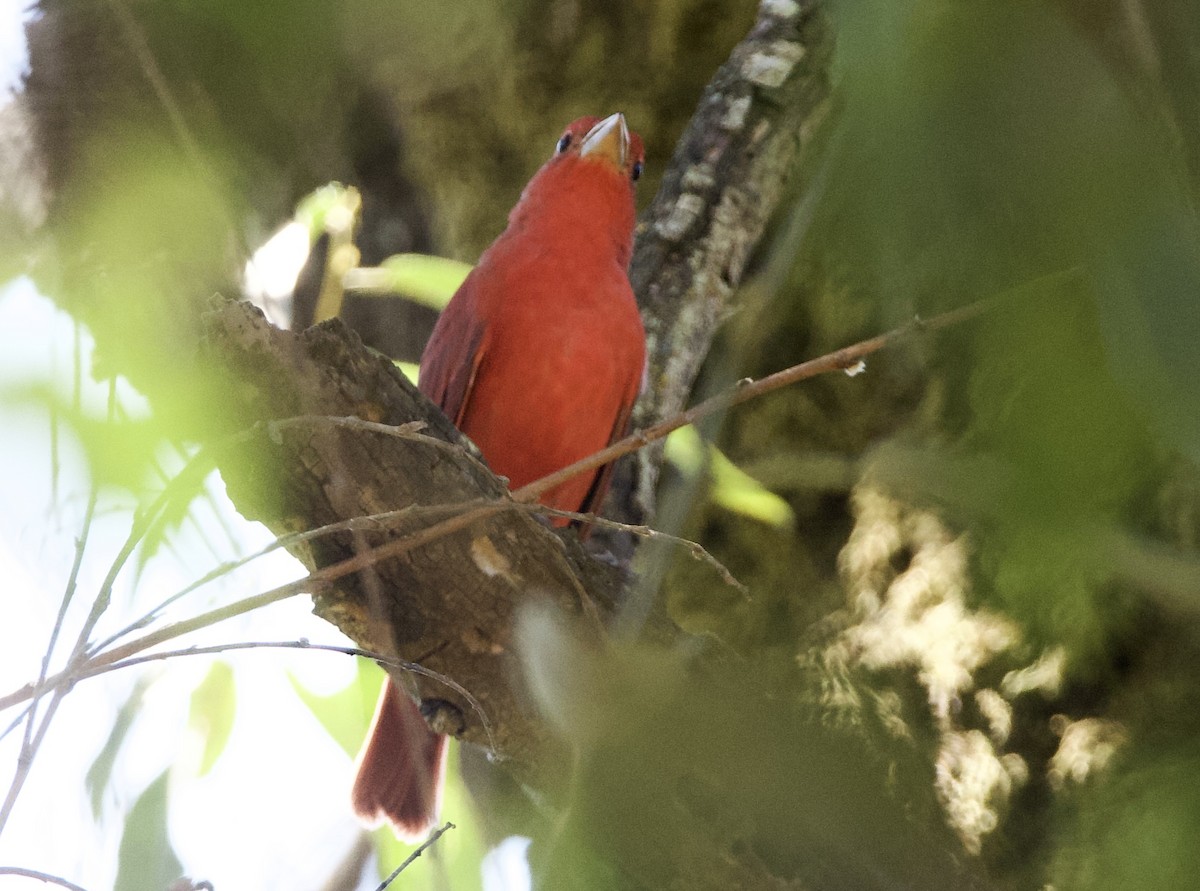 Summer Tanager - ML642045339