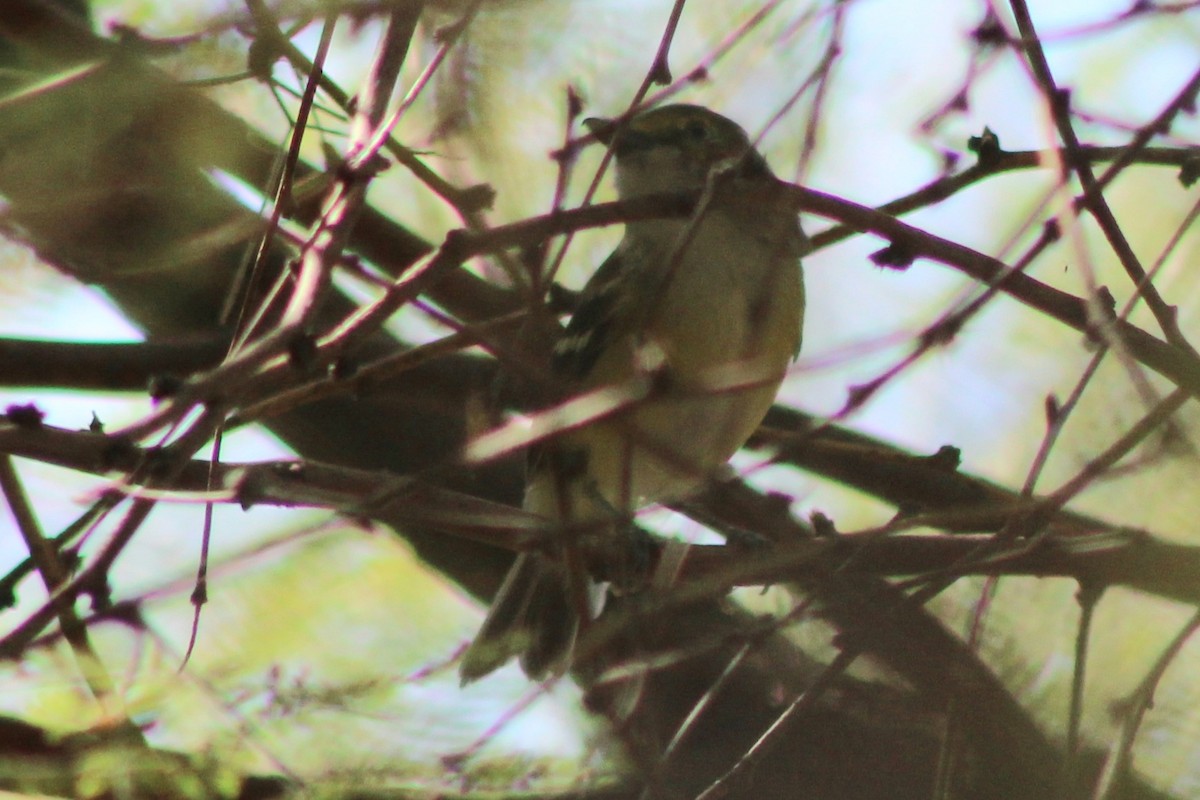 White-eyed Vireo - ML642045341
