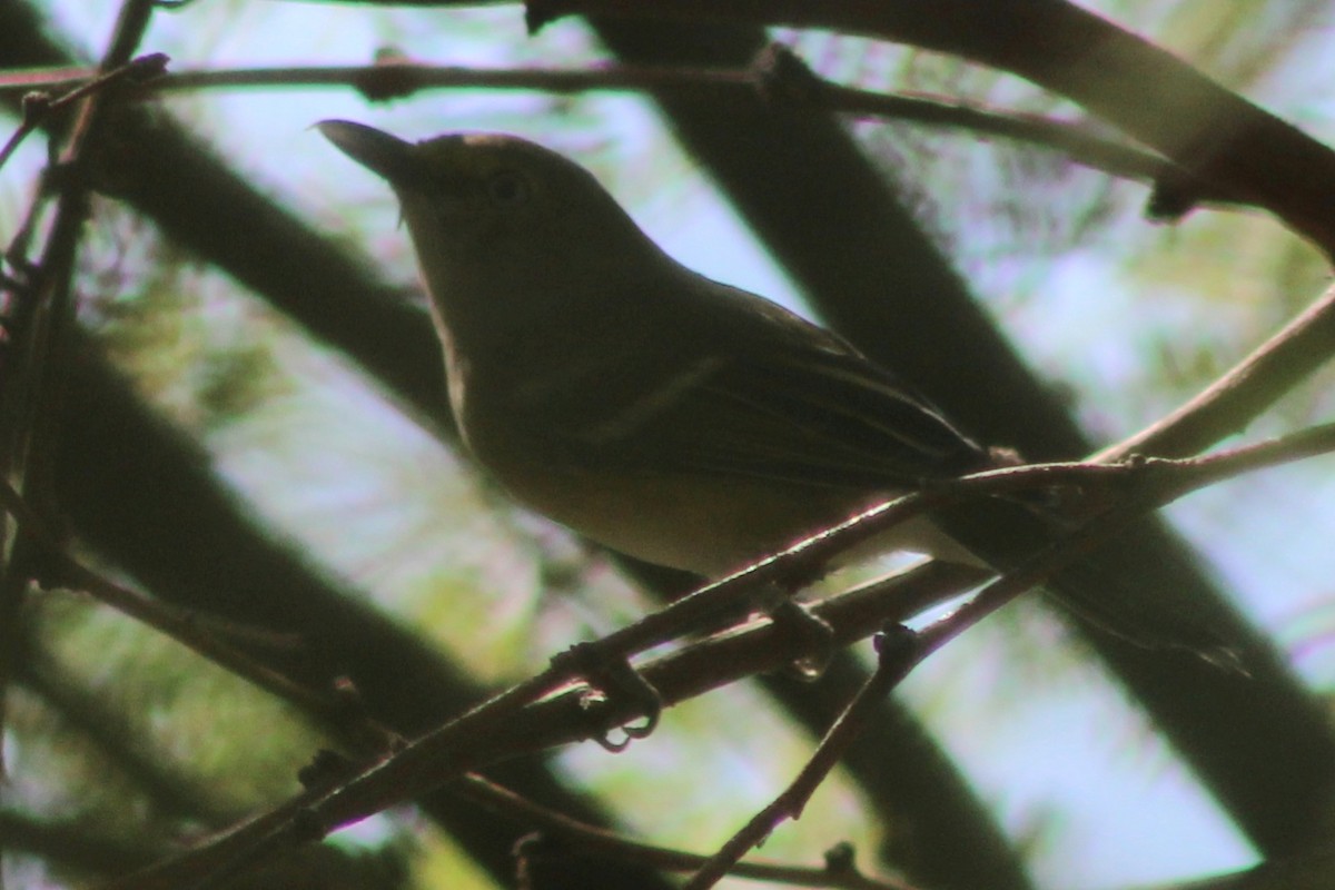 White-eyed Vireo - ML642045342