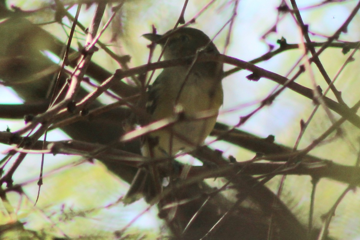 White-eyed Vireo - ML642045343