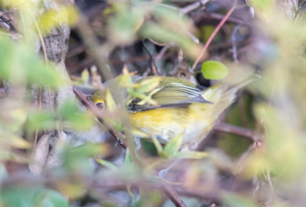 White-eyed Vireo - ML642045346